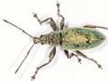 Phyllobius pomaceus